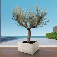 Xxl Plants Olea Europaea Cultivo - 250 cm, Ø80 cm