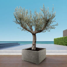 Xxl Plants Olea Europaea Cultivo - 250 cm, Ø80 cm