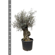 Xxl Plants Olea Europaea Bonsai - 250 cm, Ø65 cm
