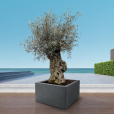 Xxl Plants Olea Europaea Bonsai - 250 cm, Ø65 cm