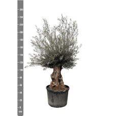 Xxl Plants Olea Europaea Bonsai - 225 cm, Ø70 cm