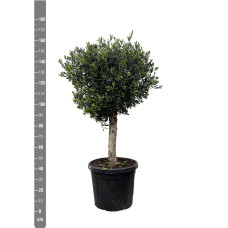 Xxl Plants Olea Europaea Lorc - 200 cm, Ø40 cm