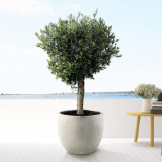 Xxl Plants Olea Europaea Lorc - 200 cm, Ø40 cm