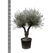 Xxl Plants Olea Europaea Bonsai Vertakt - 220 cm, Ø50 cm