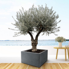 Xxl Plants Olea Europaea Bonsai Vertakt - 220 cm, Ø50 cm