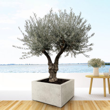 Xxl Plants Olea Europaea Bonsai Vertakt - 220 cm, Ø50 cm