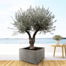 Xxl Plants Olea Europaea Bonsai Vertakt - 220 cm, Ø50 cm