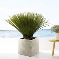 Xxl Plants Yucca Rostrata - 90 cm, Ø30 cm