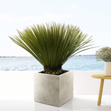 Xxl Plants Yucca Rostrata - 90 cm, Ø30 cm