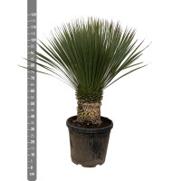 Xxl Plants Yucca Rostrata - 110 cm, Ø35 cm
