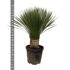 Xxl Plants Yucca Rostrata - 110 cm, Ø35 cm