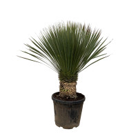 Xxl Plants Yucca Rostrata - 110 cm, Ø35 cm