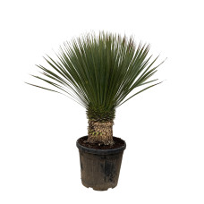 Xxl Plants Yucca Rostrata - 110 cm, Ø35 cm