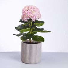 Hy-Pe Hortensie Avantgarde Rosa - 60 cm, Ø 23 cm