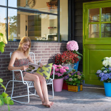 Hy-Pe Hortensie Avantgarde Rosa - 60 cm, Ø 23 cm