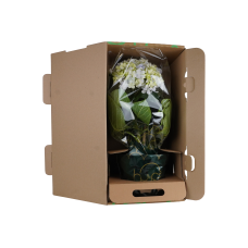 Hy-Pe Hortensie Avantgarde Rosa - 60 cm, Ø 23 cm