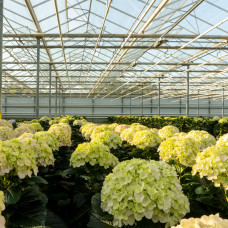 Hy-Pe Hortensie Avantgarde Rosa - 60 cm, Ø 23 cm