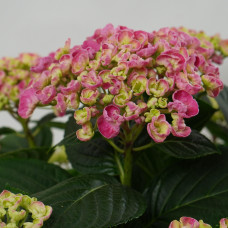 Hy-Pe Hortensie Curly Wurly Rosa - 45 cm, Ø 23 cm