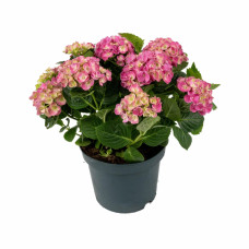 Hy-Pe Hortensie Curly Wurly Rosa - 45 cm, Ø 23 cm