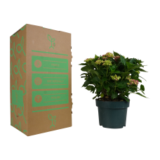 Hy-Pe Hortensie Curly Wurly Rosa - 45 cm, Ø 23 cm