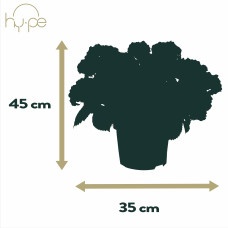 Hy-Pe Hortensie Curly Wurly Rosa - 45 cm, Ø 23 cm