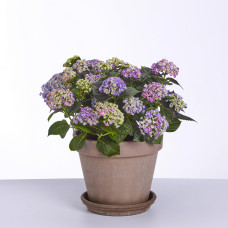 Hy-Pe Hortensie Curly Wurly Blau - 45 cm, Ø 23 cm