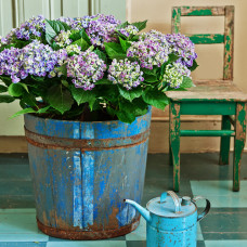 Hy-Pe Hortensie Curly Wurly Blau - 45 cm, Ø 23 cm