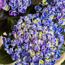 Hy-Pe Hortensie Curly Wurly Blau - 45 cm, Ø 23 cm