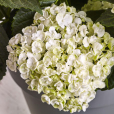 Hy-Pe Hortensie 'Curly Wurly' Weiß - 45 cm, Ø 23 cm