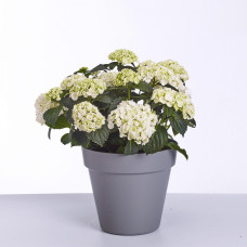 Hy-Pe Hortensie 'Curly Wurly' Weiß - 45 cm, Ø 23 cm