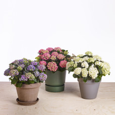 Hy-Pe Hortensie 'Curly Wurly' Weiß - 45 cm, Ø 23 cm