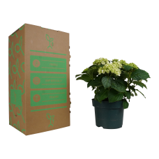 Hy-Pe Hortensie 'Curly Wurly' Weiß - 45 cm, Ø 23 cm