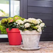 Hy-Pe Hortensie 'Curly Wurly' Weiß - 45 cm, Ø 23 cm