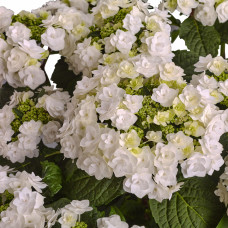 Hy-Pe Hortensie Wedding Gown - 45 cm, Ø 23 cm