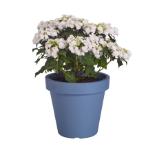 Hy-Pe Hortensie Wedding Gown - 45 cm, Ø 23 cm