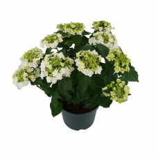 Hy-Pe Hortensie Wedding Gown - 45 cm, Ø 23 cm