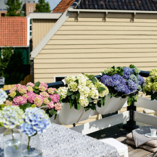 Hy-Pe Hortensie 'Ball' Rosa - 45 cm, Ø 23 cm