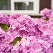 Hy-Pe Hortensie 'Ball' Rosa - 45 cm, Ø 23 cm