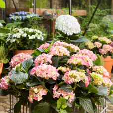 Hy-Pe Hortensie 'Ball' Rosa - 45 cm, Ø 23 cm