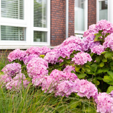 Hy-Pe Hortensie 'Ball' Rosa - 45 cm, Ø 23 cm