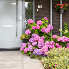 Hy-Pe Hortensie 'Ball' Rosa - 45 cm, Ø 23 cm