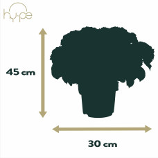 Hy-Pe Hortensie 'Ball' Rosa - 45 cm, Ø 23 cm