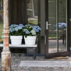 Hy-Pe Hortensie 'Ball' Blau - 45 cm, Ø 23 cm