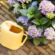 Hy-Pe Hortensie 'Ball' Blau - 45 cm, Ø 23 cm