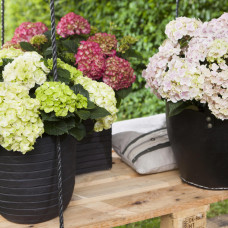 Hy-Pe Hortensie 'Ball' Rot - 45 cm, Ø 23 cm