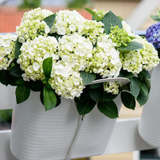Hy-Pe Hortensie 'Ball' Weiß - 45 cm, Ø 23 cm