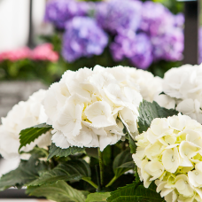 Hy-Pe Hortensie 'Ball' Weiß - 45 cm, Ø 23 cm