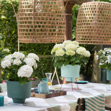 Hy-Pe Hortensie 'Ball' Weiß - 45 cm, Ø 23 cm