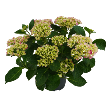 Hy-Pe Hortensie 'Campino' Rosa - 40 cm, Ø 14 cm