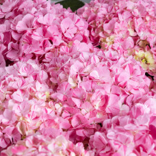 Hy-Pe Hortensie 'Campino' Rosa - 40 cm, Ø 14 cm